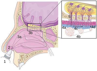 Instillation of a Dry Powder in Nasal Casts: Parameters Influencing the Olfactory Deposition With Uni- and Bi-Directional Devices